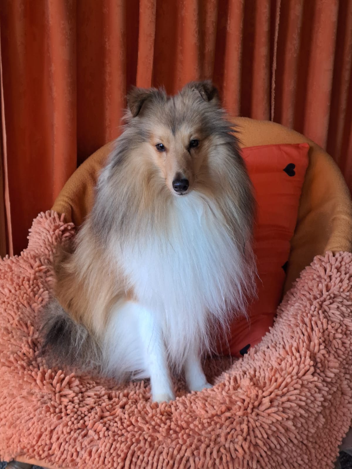 Charming Fluffball Dancing in the wind